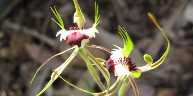 King Spider Orchid