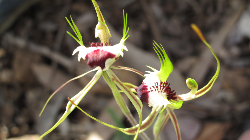 King Spider Orchid