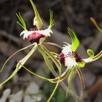 King Spider Orchid