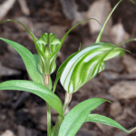 Sharp Leaf Greenhood