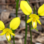 Yellow Donkey Orchid