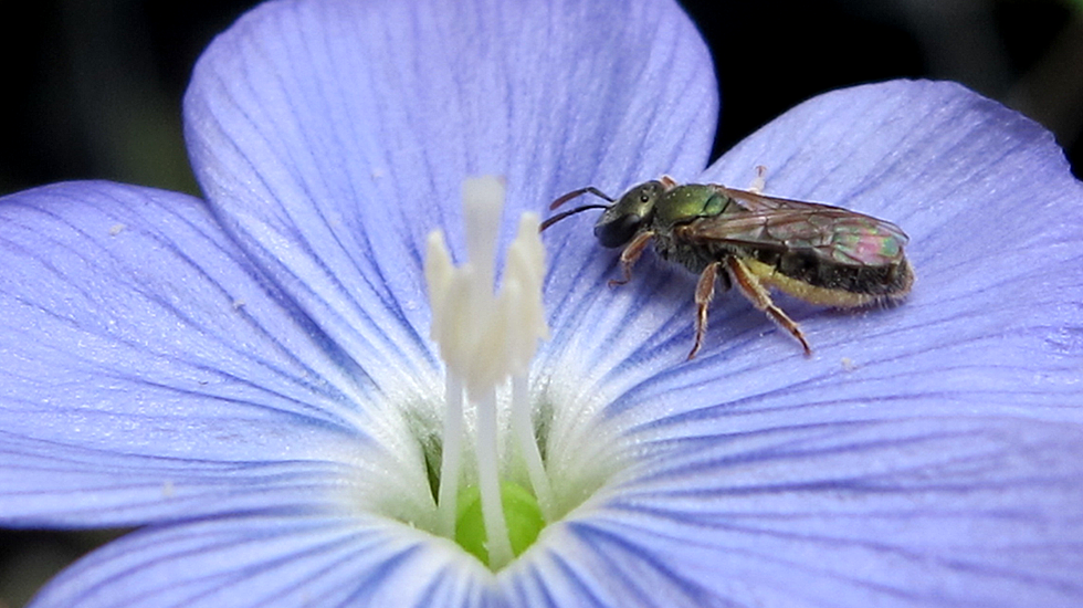 Native Jewel Bee