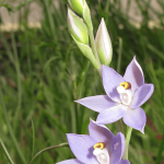 Blue Sun Orchid