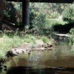 Bridge water Meadow downstream of the Ascot Avenue road bridge