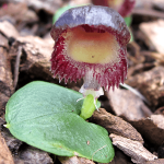 Stately Helmet Orchid