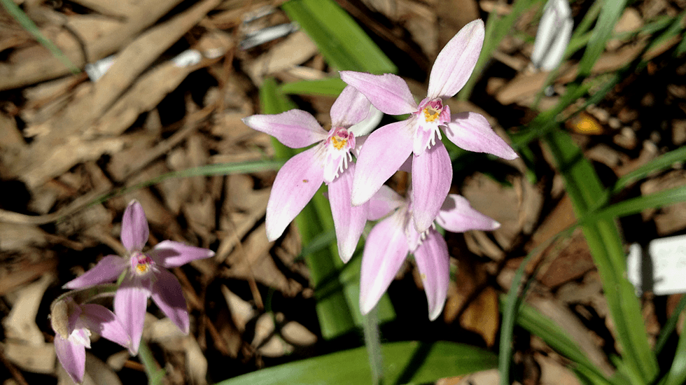 Pink Fairy Orchids Gilberton