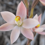 Early Pink Sun Orchid