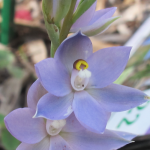 Blue Sun Orchid