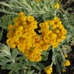 Common Everlasting