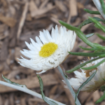 White Everlasting