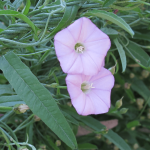 Australian Bindweed