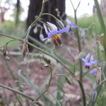 Blue Flax Lily