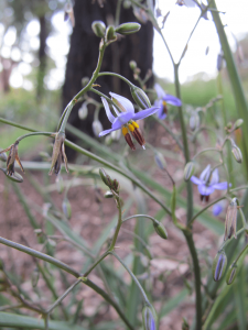 Blue Flax Lily