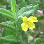 Clasping Goodenia