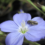 Native Flax