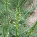 Common Onion Orchid