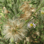 Dissected New Holland Daisy