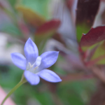 Sprawling Bluebell