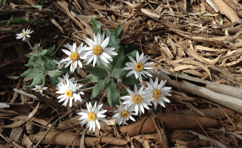 Olearia